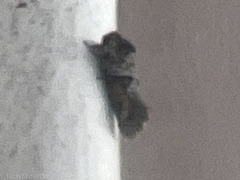 Acrolophus piger