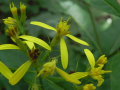 Senecio ovatus