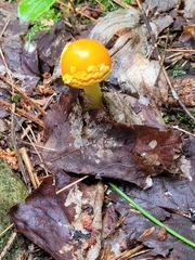 Amanita flavoconia