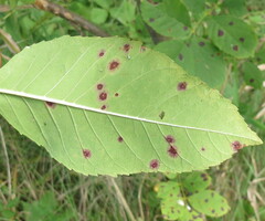 Mycosphaerella fraxinicola