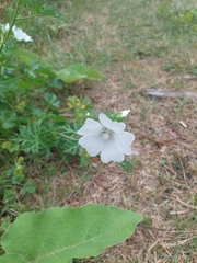 Malva moschata
