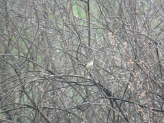 Acrocephalus schoenobaenus