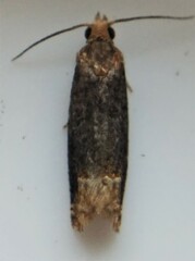 Eucosma ochroterminana