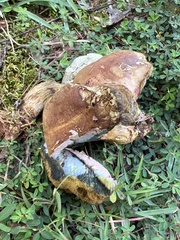 Boletus sensibilis