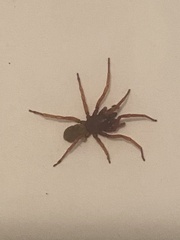 Dysdera
