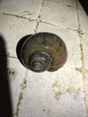 Pomacea canaliculata