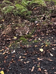 Sylvilagus floridanus