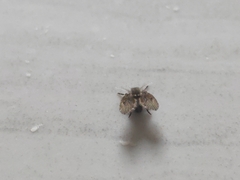 Clogmia albipunctata