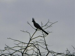 Corythaixoides concolor