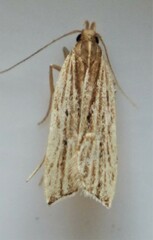 Helcystogramma hystricella