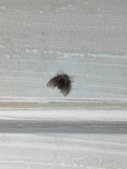 Clogmia albipunctata