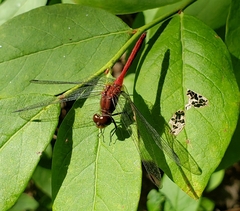 Sympetrum rubicundulum