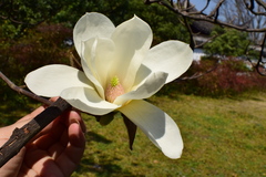Magnolia denudata