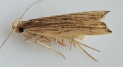 Helcystogramma hystricella