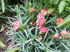 Dianthus caryophyllus