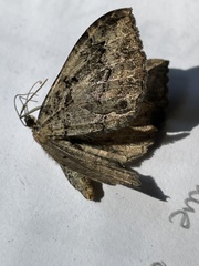 Rheumaptera meadii