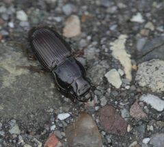 Carabidae