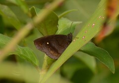 Forsterinaria quantius