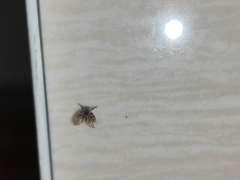 Clogmia albipunctata