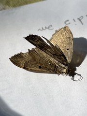 Rheumaptera meadii