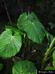 Philodendron merenbergense
