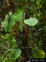 Philodendron merenbergense
