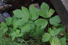 Peucedanum ostruthium