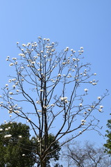 Magnolia denudata