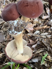 Tylopilus rubrobrunneus