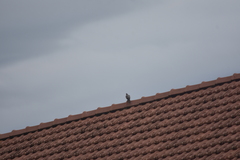 Streptopelia chinensis tigrina