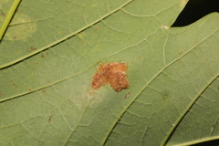 Aceria pseudoplatani