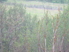 Acrocephalus schoenobaenus