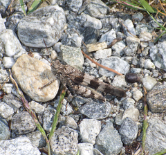 Oedipoda