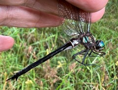 Somatochlora tenebrosa