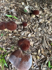 Tylopilus rubrobrunneus