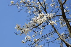 Magnolia denudata