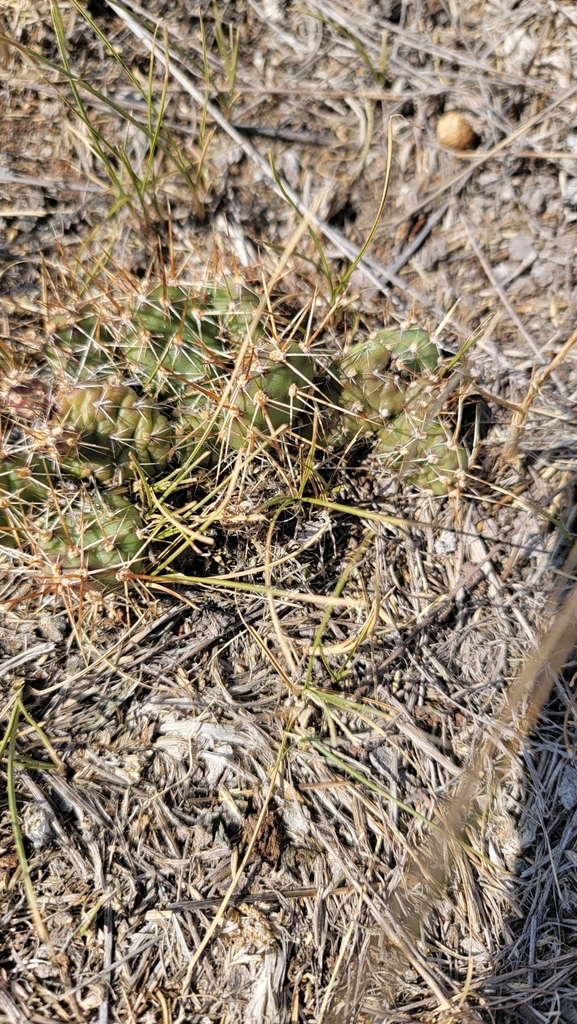 Brittle Pricklypear from Central Butte, SK S0H 0T0, Canada on August 26 ...