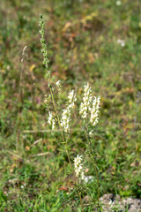 Aconitum barbatum