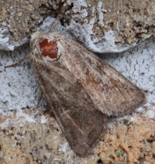 Lacinipolia meditata