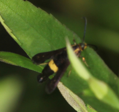 Carmenta pyralidiformis