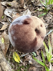 Tylopilus rubrobrunneus