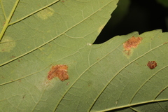 Aceria pseudoplatani