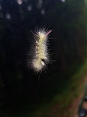 Calliteara pudibunda