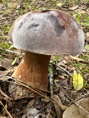 Tylopilus rubrobrunneus