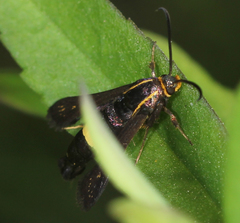 Carmenta pyralidiformis