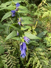 Gentiana asclepiadea