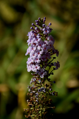 Buddleja