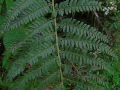 Polypodiopsida