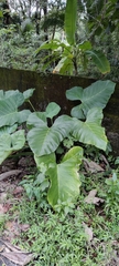 Xanthosoma