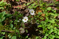 Hepatica nobilis asiatica